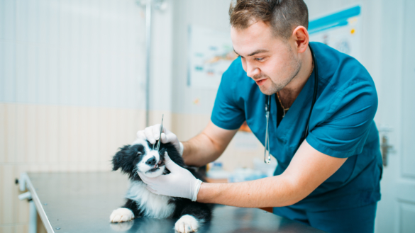 Var tredje hund drabbas av onödiga vardagsskador